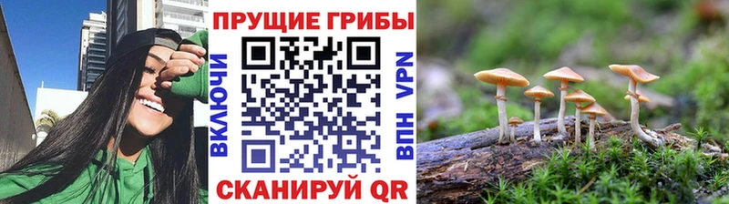 купить закладку  Бор  Галлюциногенные грибы Psilocybe 
